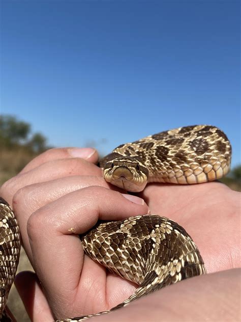 Western Hognose Snake Range