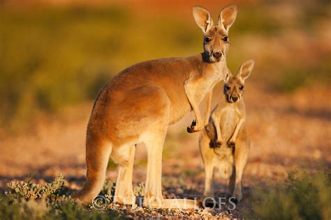 Red Kangaroo at emaze Presentation