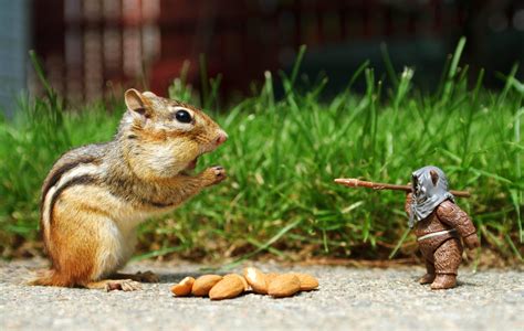 Funny Animals Wallpapers - Top Free Funny Animals Backgrounds ...