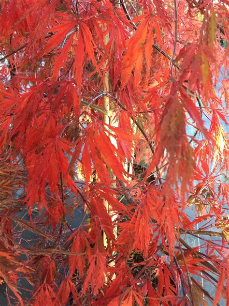 CRIMSON QUEEN - Backbone Valley Nursery