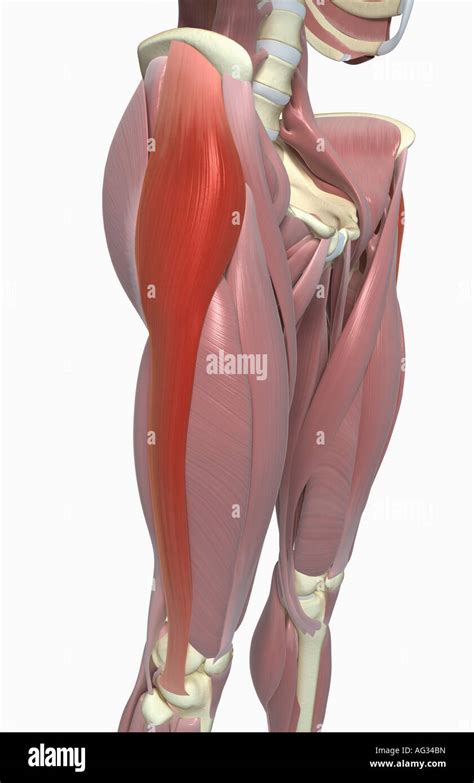 Tensor fasciae latae Stock Photo - Alamy