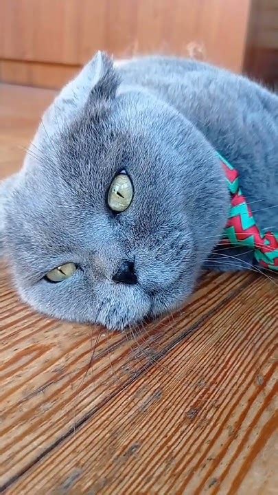 Холостяк #кот #мартин - YouTube