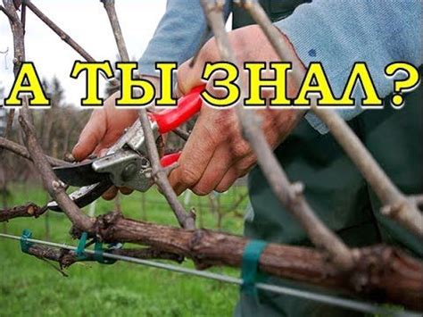 Обрезка винограда пошагово - YouTube | Summer house garden, Grape plant ...