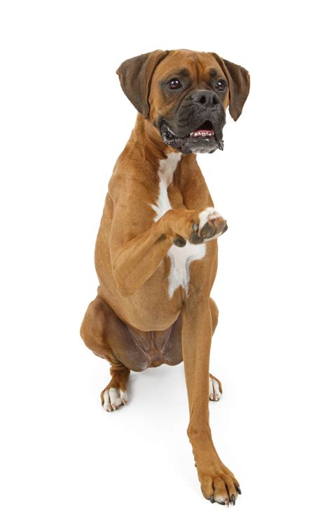 How Old Is Full Grown Dog