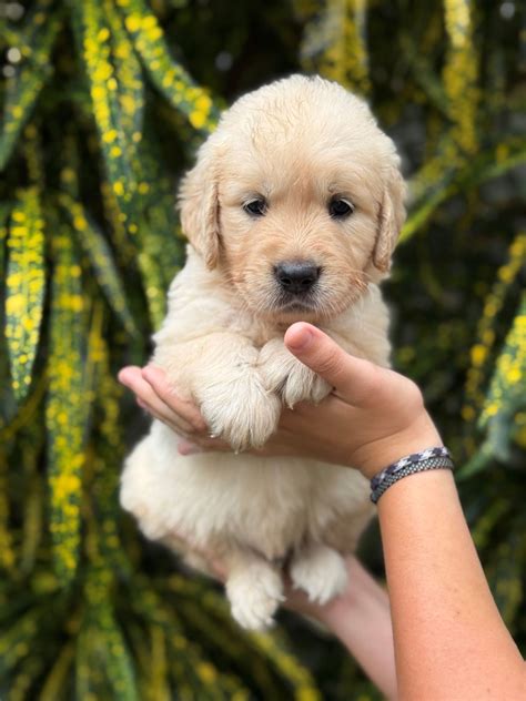 Love Golden Retrievers / Goldendoodle Puppies Oahu Hawaii 🐾