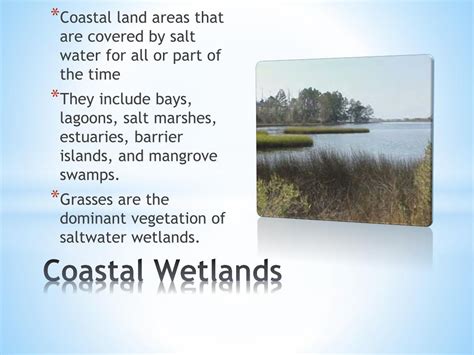 PPT - Coastal Wetlands PowerPoint Presentation, free download - ID:7171861