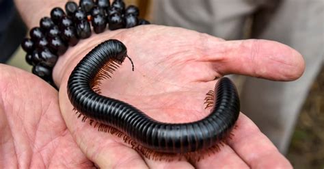 African Giant Millipede