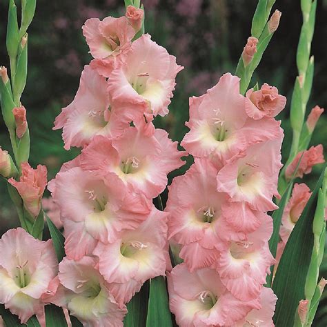 Gladiolus - The Diggers Club