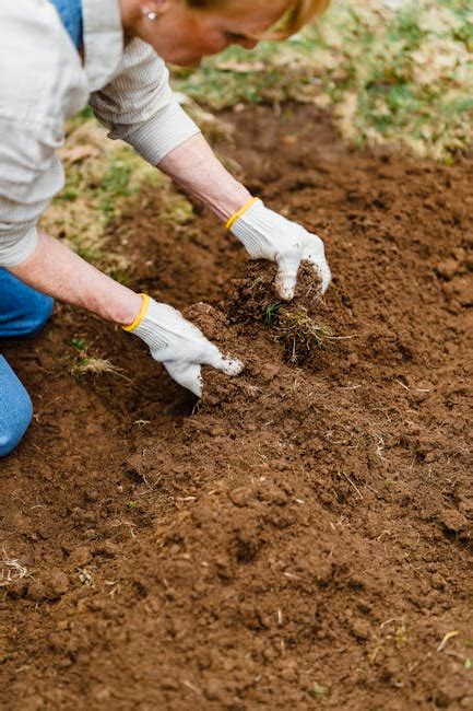 Top 5 Best Bat Guano Organic Fertilizer 2024 - Pixelfy blog