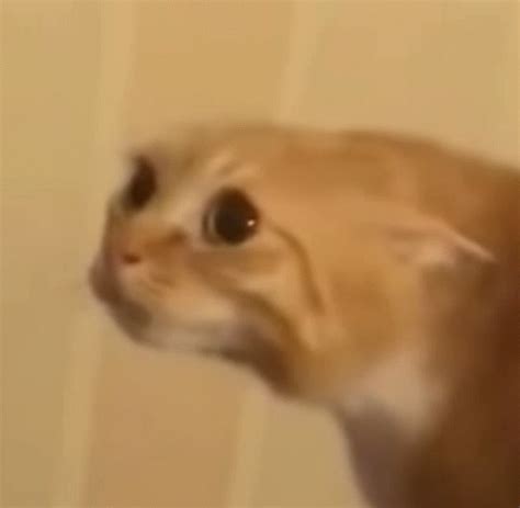 Cat Meme - Cat - Discover & Share GIFs