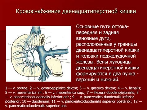 Топографическая анатомия и оперативная хирургия тонкой и толстой кишки ...