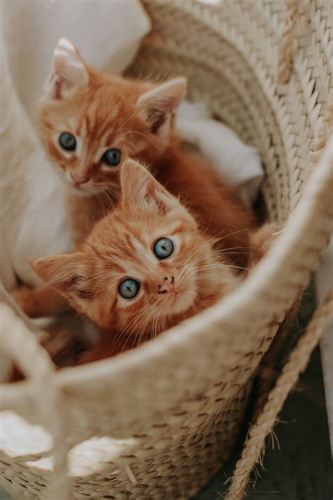 Лучшие фото (300+) по запросу «Котята» · Скачивайте совершенно ...