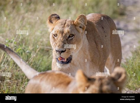lion walking   camera   chobe national park botswana