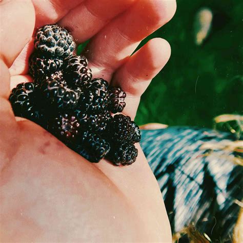 15 High-Fiber Fruits to Add to Your Diet