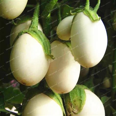 Buy 50 Pcs Organic White Eggplant Seeds | Free Shipping