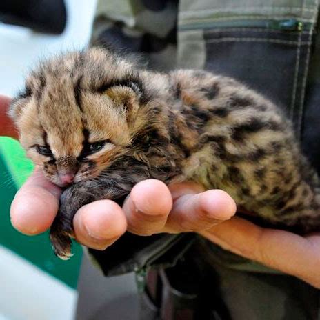 Jaguatirica Pode Ser Domesticada - Bicho Jaguatirica Pode ser Domesticado? Ela é Brava? | Mundo Ecologia