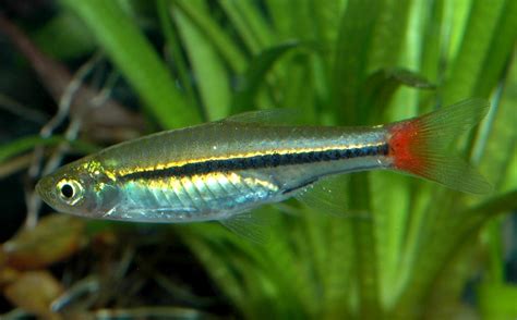 cyprinidae rasbora borapetensis
