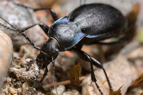 รูปภาพCarabus – เลือกดูภาพถ่ายสต็อก เวกเตอร์ และวิดีโอ1,569 | Adobe Stock