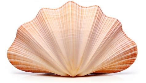 Premium AI Image | Seashell Frontal View Isolation