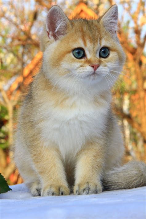 Golden Cat