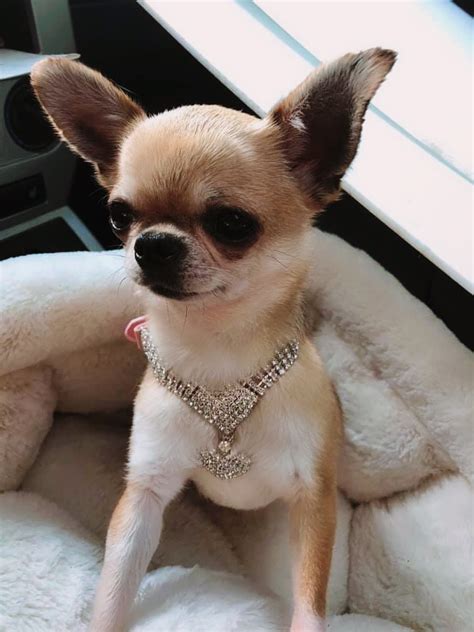Ruff to Fluff