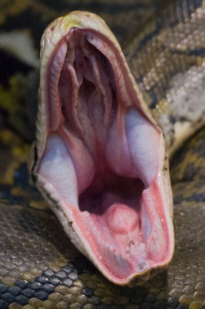 Snake Mouth Open Pictures, Images and Stock Photos - iStock
