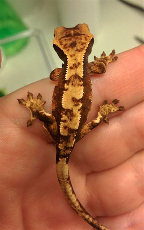 Pin on Crested Gecko