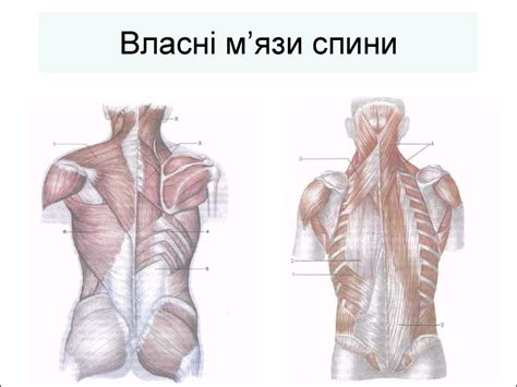 Мімічна мускулатура - презентация онлайн