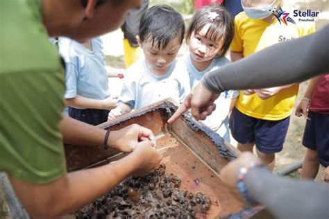 Learning Unleashed: The Adventure at Super Fruit Farm with Stellar ...