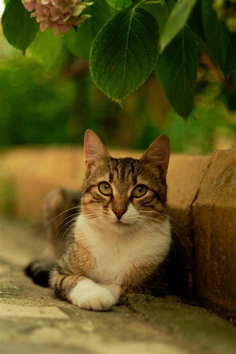 Cat Tail Plant Photos, Download The BEST Free Cat Tail Plant Stock