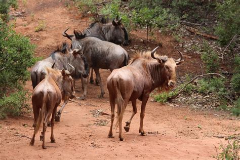 Wildebeest Gold Herd - Free photo on Pixabay