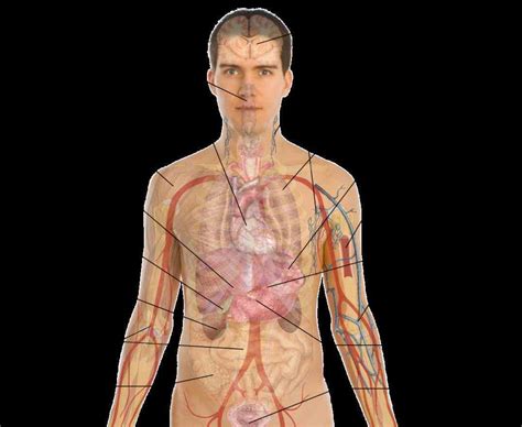 Anatomy Human Body Organs Human Body Science Human Body Diagram - Human ...