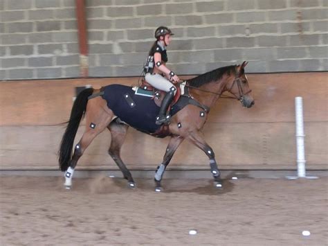 Stirrup Placement and Rider Biomechanics: What's the Link? – The Horse