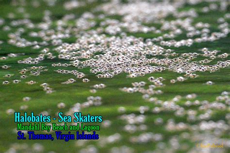Halobates -Sea Skaters05 – Climate Change Virgin Islands