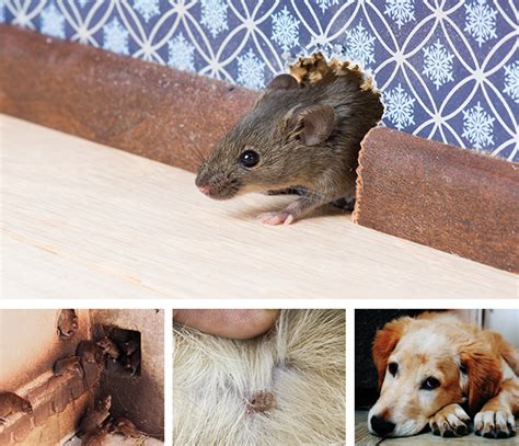Rodent and Flea Control | Wallaby Pest Control & Carpet Cleaning