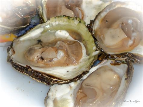 Oesters | Nico Looijen | Flickr