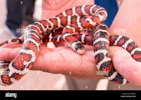 Non poisonous snakes hi-res stock photography and images - Alamy