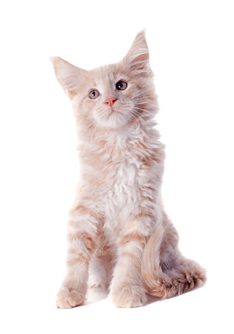 Maine Coon Kitten Cat, Ginger, Purebred, Kitten PNG Transparent Image