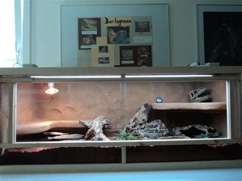 Bearded Dragon Terrarium by CrazyChameleon on DeviantArt