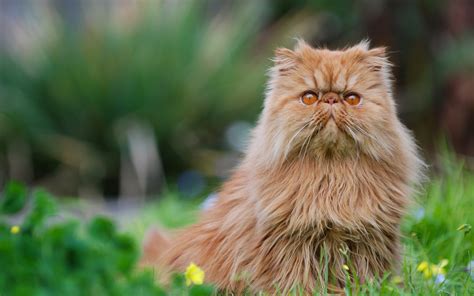 Persian Cat Wallpaper Desktop
