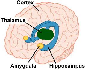 Hypnotherapy