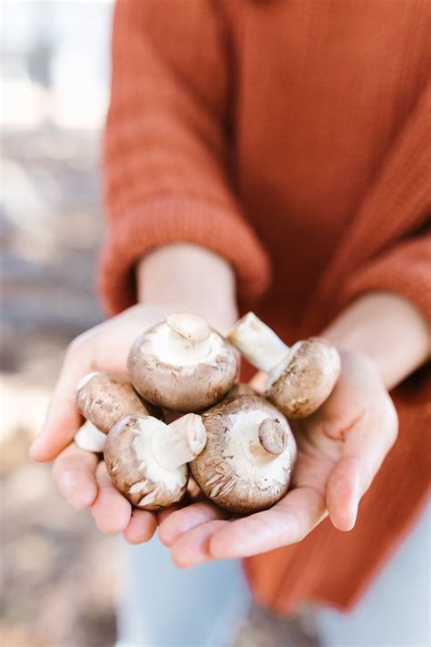 475+ Best Free Toadstools Stock Photos & Images · 100% Royalty-Free HD ...