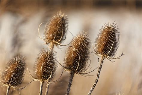 thistle group sunlight  photo  pixabay pixabay