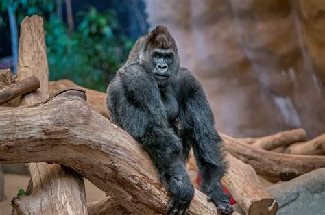western lowland gorilla milwaukee county zoo
