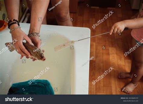 small girl touching fish cautiosly home stock photo