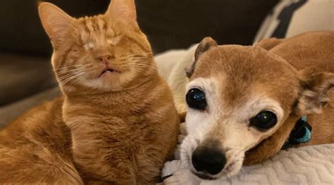 Rudy The Blind Cat Is Living His Best Life – Fresh Positivity