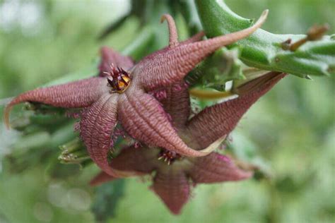 Plants That Make Your Garden Stink