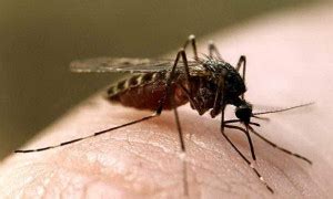 Уничтожение комаров на дачном участке свойства, препараты