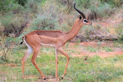 african antelope species  complete safari guide