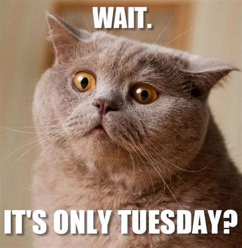 Don't Start Your Week Without These Hilarious Happy Tuesday Memes for Work! - o2e768m